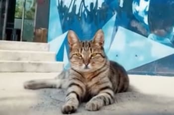 VIDEO | Con gato perdido en el CDA la U comienza la presentación de Juan Martín Lucero