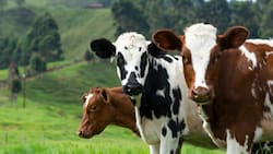 Alerta en Estados Unidos tras detectar vacas lecheras con gripe aviar