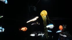 Adultos y niños disfrutarán: Cuatro panoramas imperdibles en Santiago durante el penúltimo fin de semana de enero