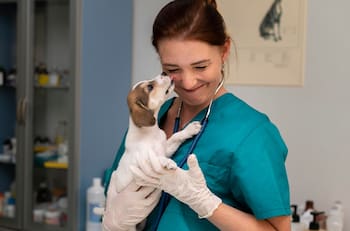 Desde $1.200.000: Las universidades que garantizan mejores sueldos en Veterinaria, según Mineduc