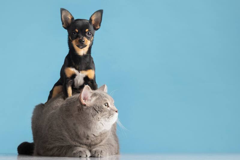 Disfruta de todas tus vacaciones con tus amigos peludos.