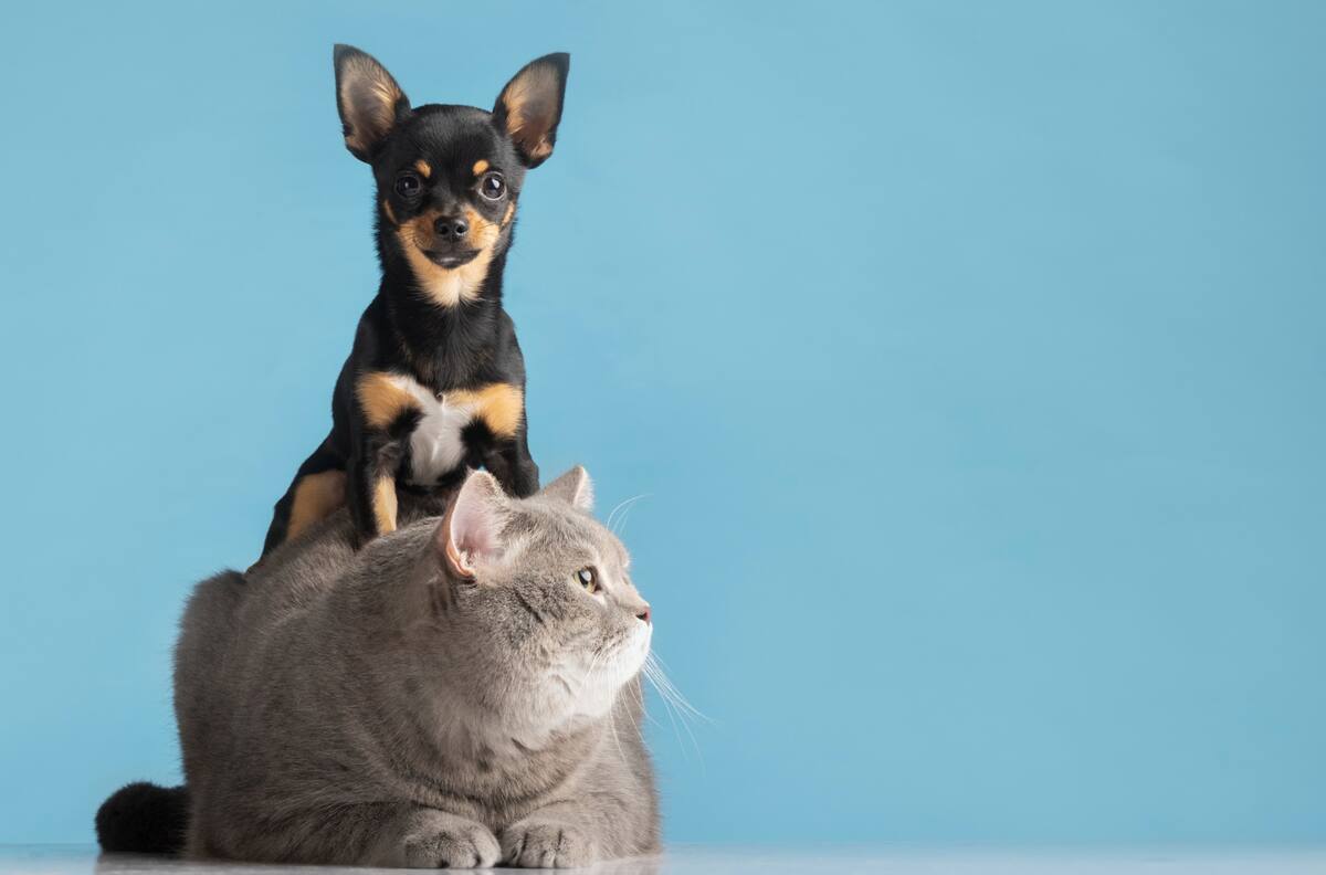 Buses petfriendly: Conoce cuáles son los requisitos para viajar con tu mascota
