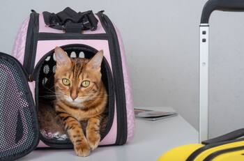 ¡Viaja en bus con tu mascota! Estos son los requisitos para hacerlo