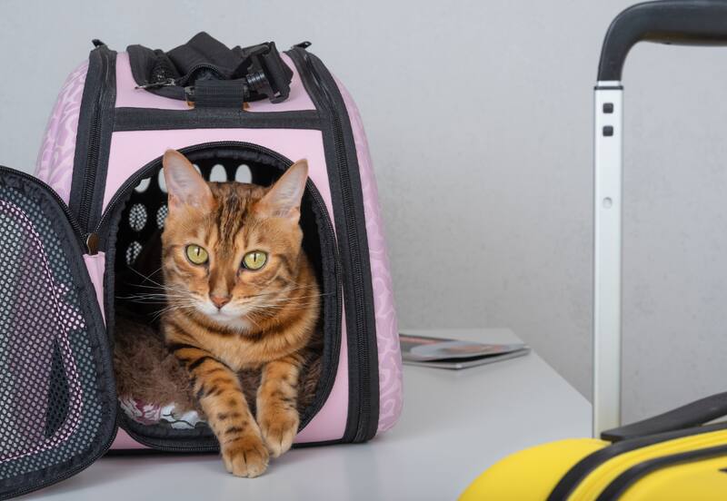 Descubre en qué empresas de bus puedes viajar con tu mascota.