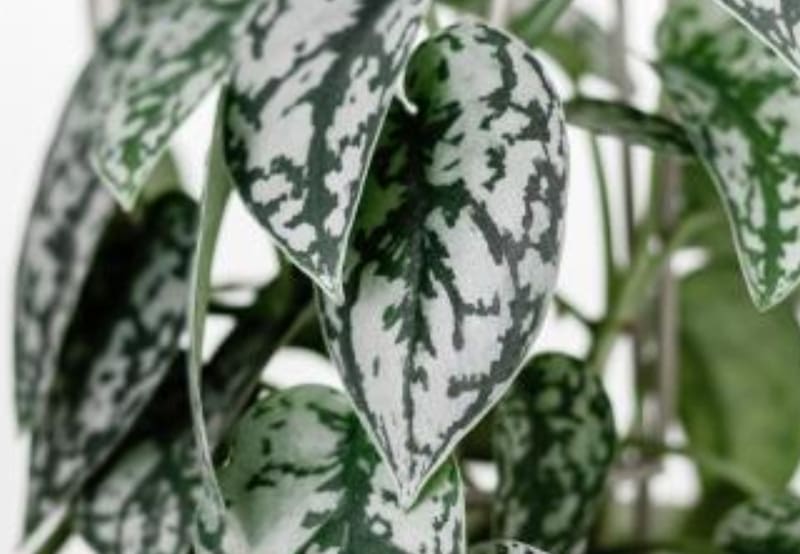 Esta planta requiere de humildes y escasos cuidados. Sólo tienes que saber dónde ponerla. | Foto de archivo