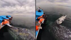 VIDEO | Un encuentro inimaginable: Turistas logran ver y acariciar una ballena gris