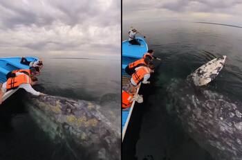 VIDEO | Un encuentro inimaginable: Turistas logran ver y acariciar una ballena gris