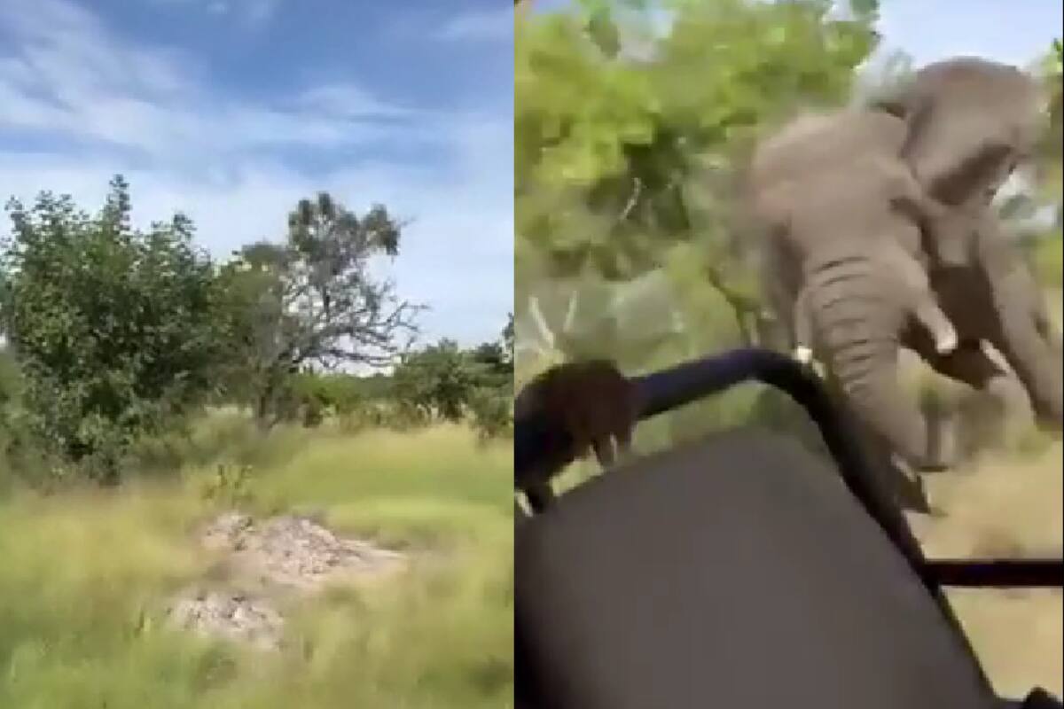 Un triste final tuvo un paseo por la selva en África. Créditos: @TReporta.