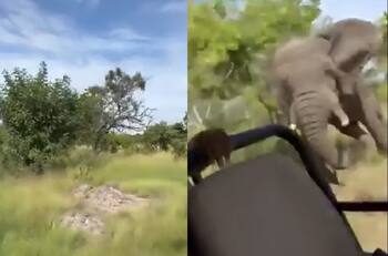 VIDEO | El terrible momento en que elefante ataca un vehículo de Safari: Murió una mujer de 80 años