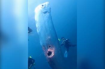 VIDEO | Avistan pez remo en las costas de Taiwán