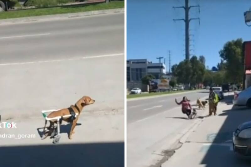 Perrito en silla de ruedas tira a mujer.