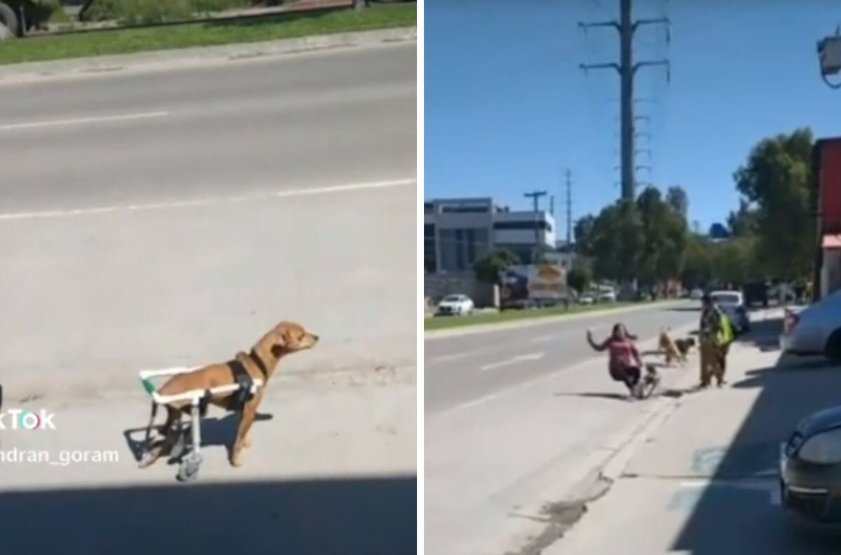 VIDEO| Perrito en silla de ruedas tira al piso a una mujer y se hace viral