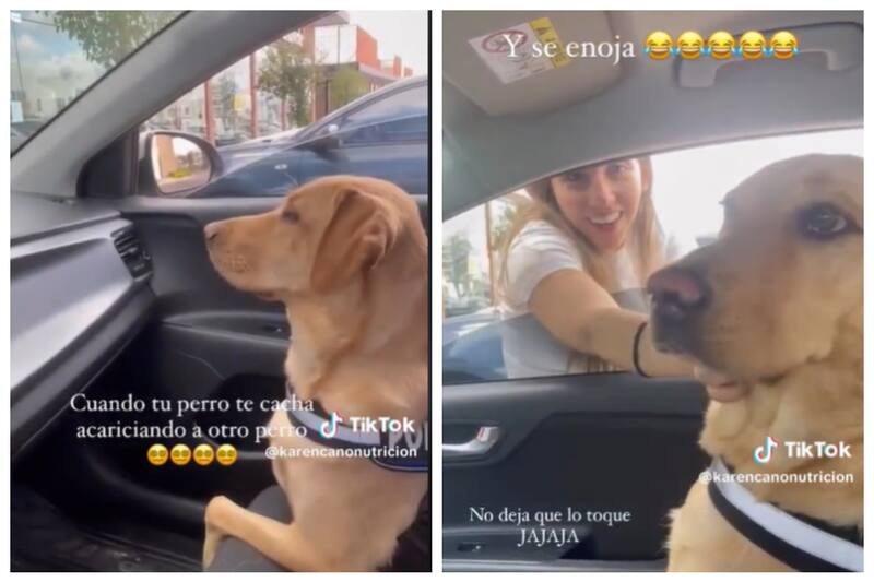 Este perrito muestra su enojo ya que su dueña acarició a otro can.