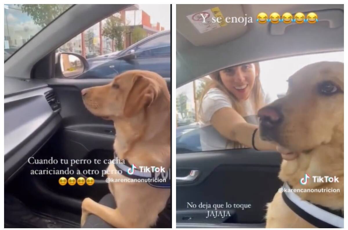 Video | Mira el enojo de este perrito al descubrir que su dueña le era infiel con otro can