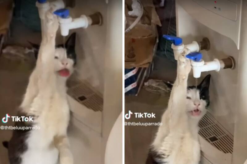 El extraño comportamiento del gatito hizo que se volviera viral en redes sociales.