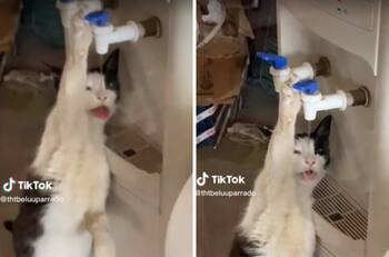 VIDEO| Gatito se hace viral por tomar agua directamente del dispensador