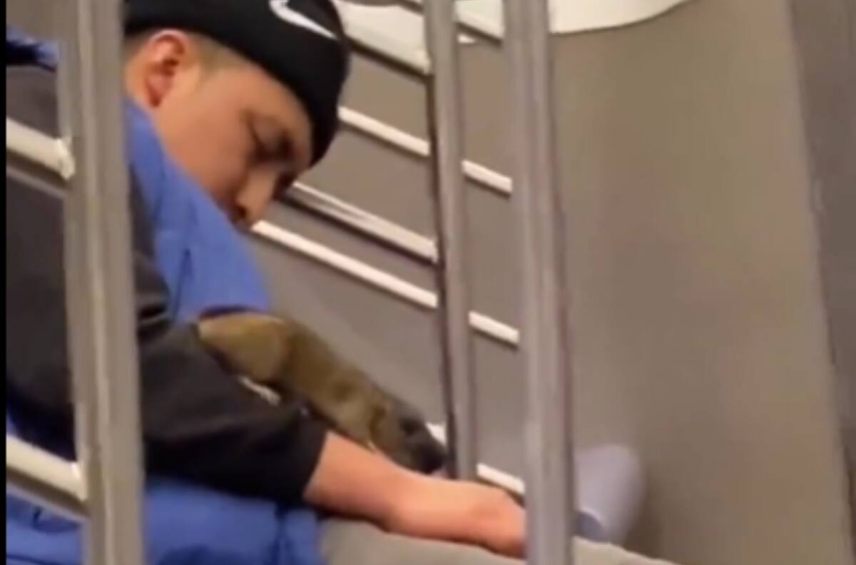 VIDEO | Rata subió por el cuerpo de una persona que dormía en el Metro de Nueva York