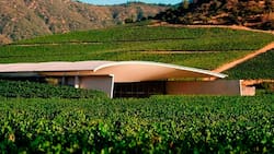Esta viña chilena fue elegida como la mejor del mundo: ¿Dónde está, cómo llegar y cuánto cuesta una visita?