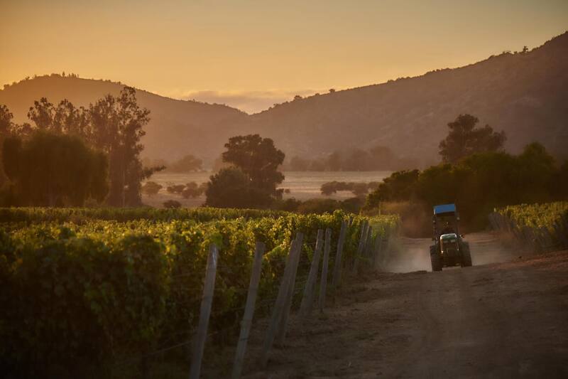 Los domos se encuentran al interior de la viña, ofreciendo un panorama imperdible en la Región de Valparaíso.