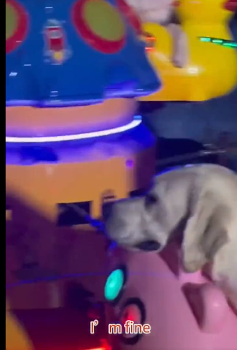 Estos perritos se hicieron virales por su paseo en carrusel.