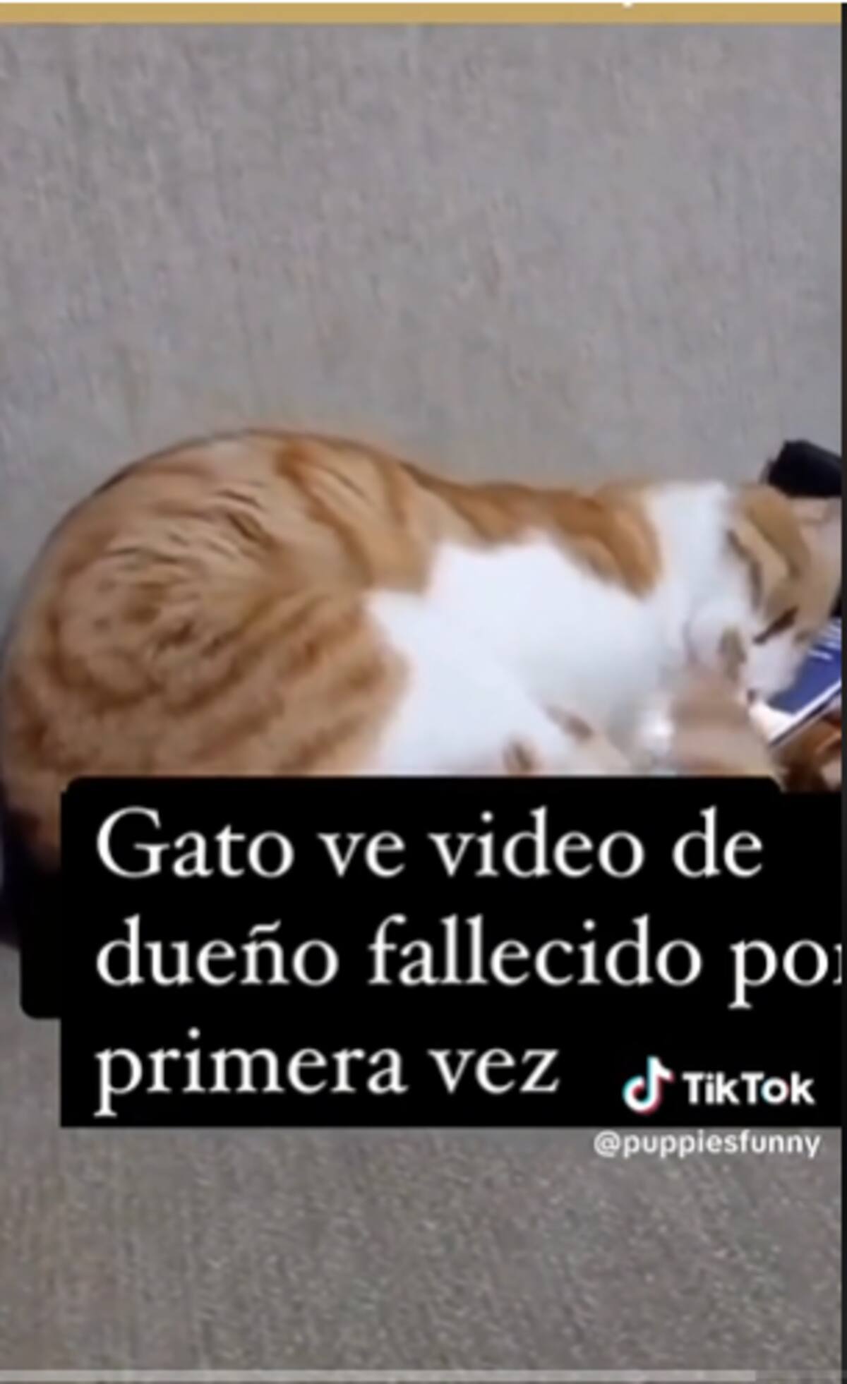 Este gatito enterneció por su tierna reacción.