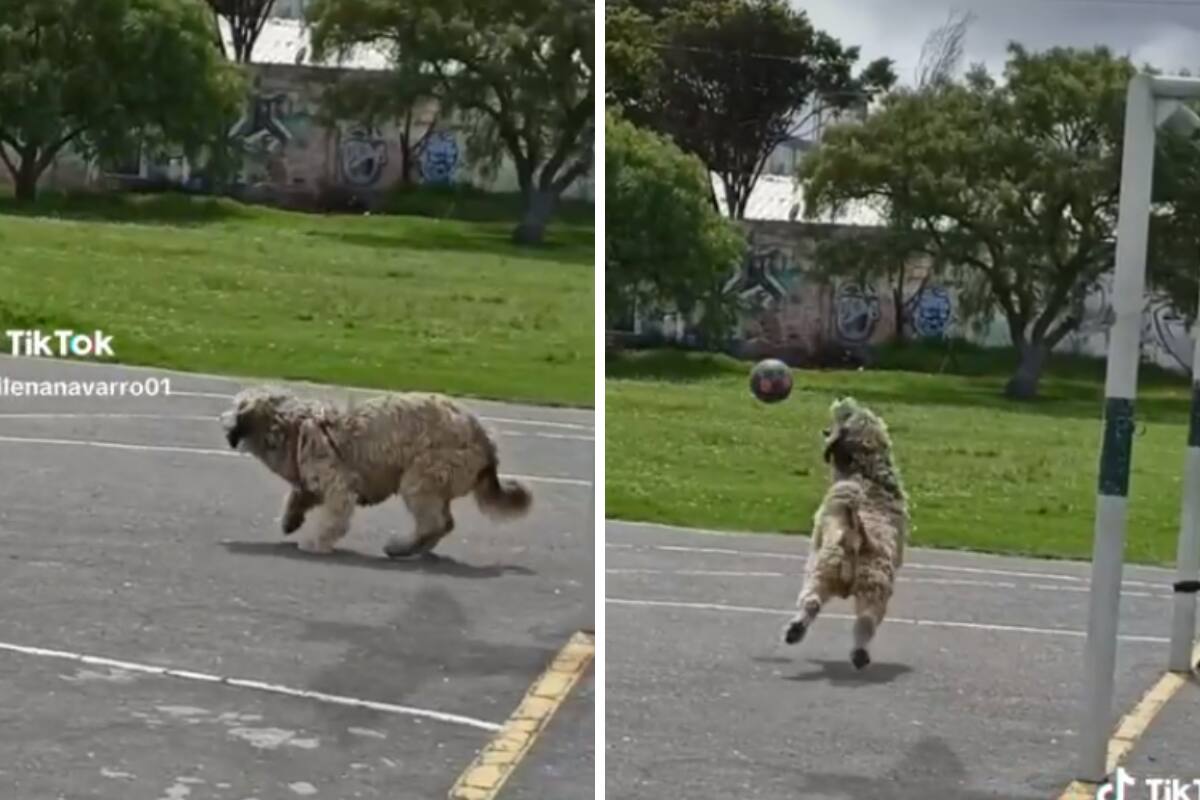 Perrito portero.