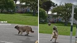 VIDEO| Perrito se pone de portero, lo hace increíble y se vuelve viral
