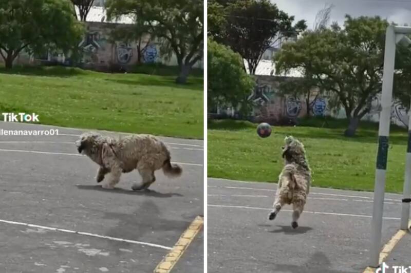 Perrito portero.