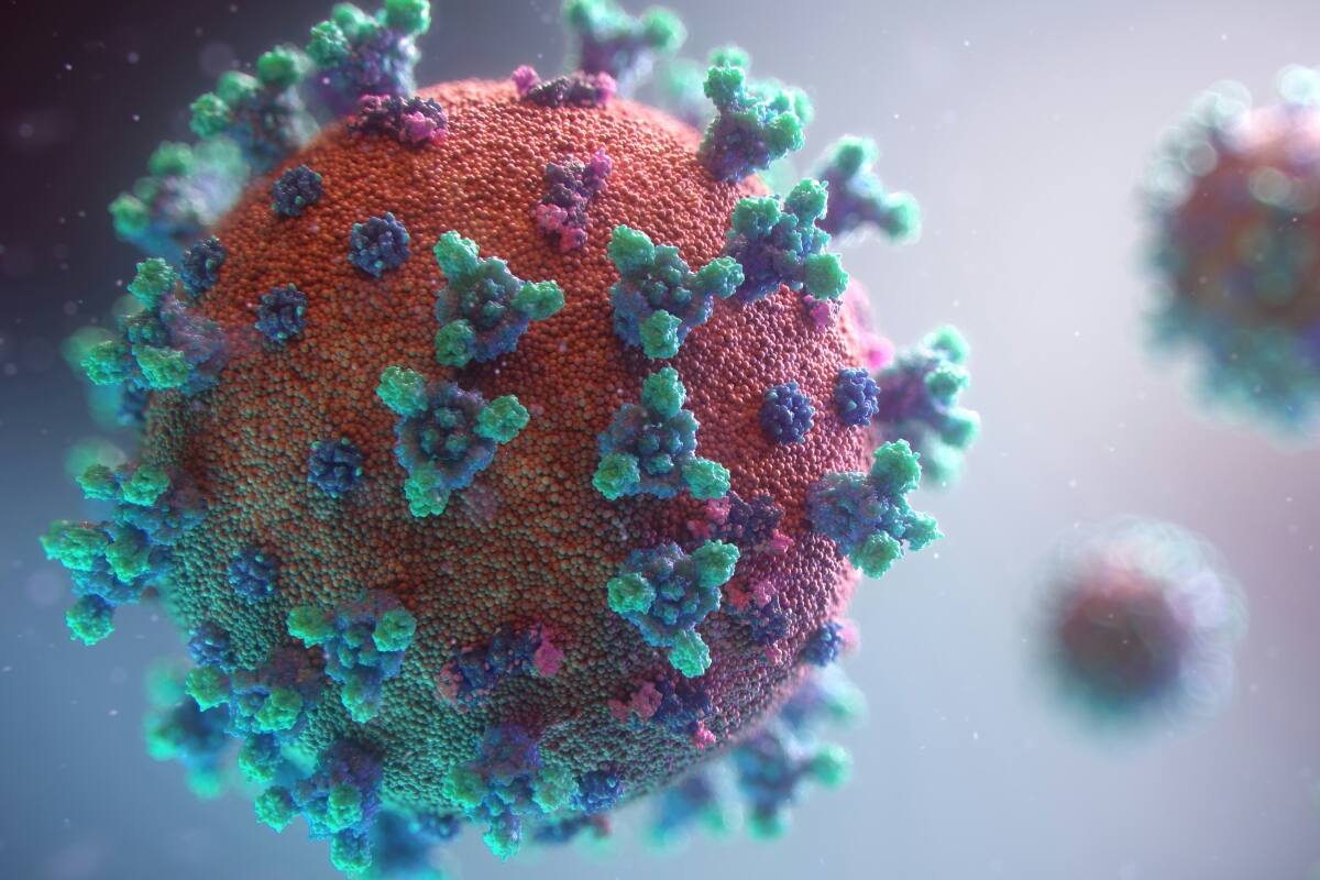 ¿Qué es el Virus del Oropouche? Foto: Referencial.