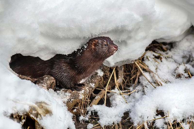 ¿Por qué este animal es potencialmente peligroso? Créditos: Pexels