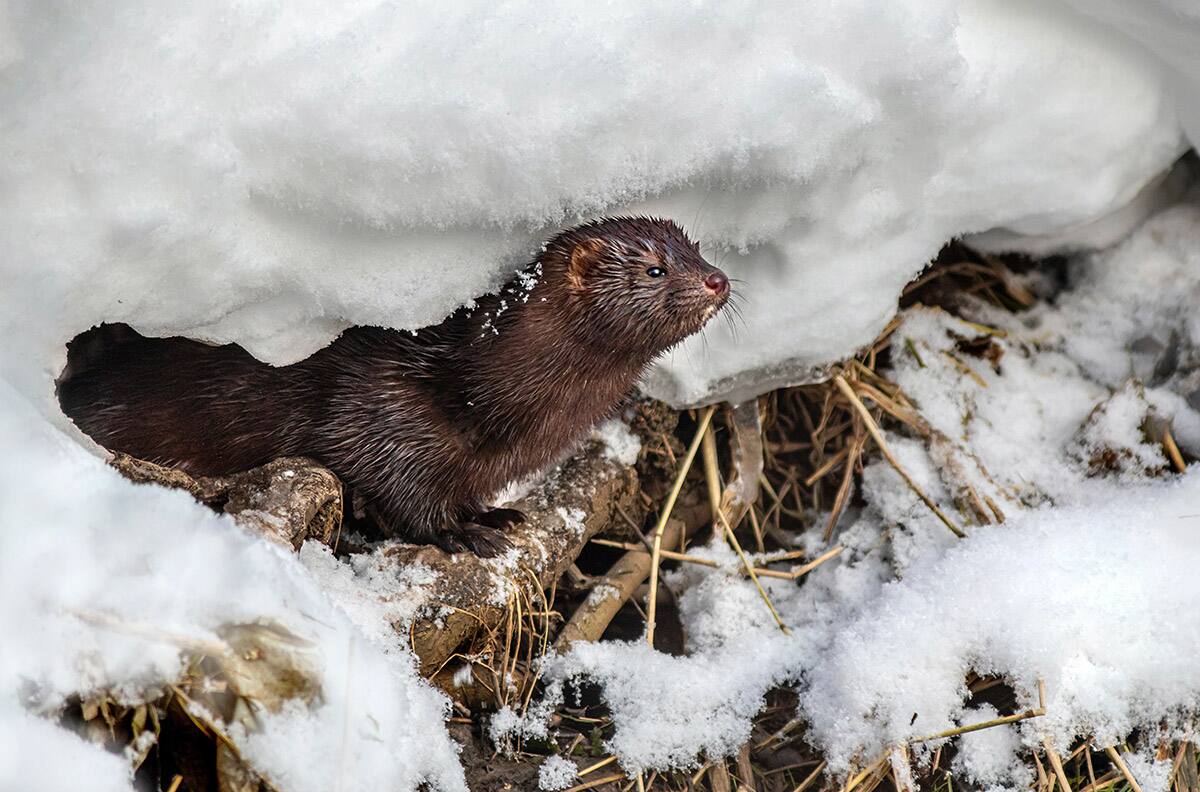 Advierten de un animal que podría causar una nueva pandemia: La especie también está en Chile