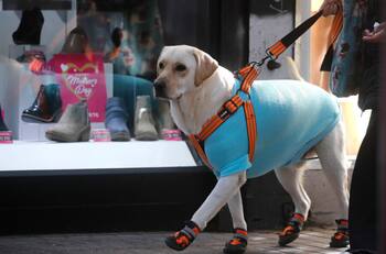 Adelantan onda polar que dejará bajísimas temperaturas en la zona central: ¿cuántos grados se esperan en Santiago?