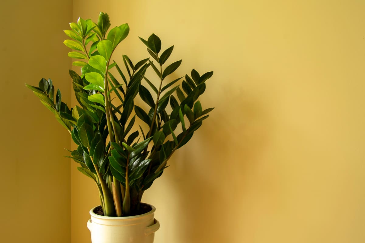 Estos son los aspectos que debes considerar para tener esta planta en tu hogar.