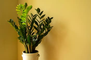 Esta es la planta de la fortuna según el Feng Shui: conoce cómo cuidarla y qué precauciones debes tener