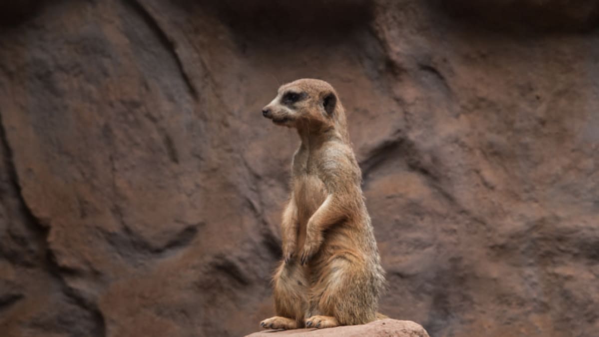 Zoológico Nacional en Parquemet: Horarios y cómo obtener entrada gratuita para este panorama en Santiago