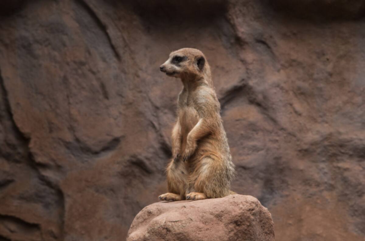Zoológico Nacional en Parquemet: Horarios y cómo obtener entrada gratuita para este panorama en Santiago