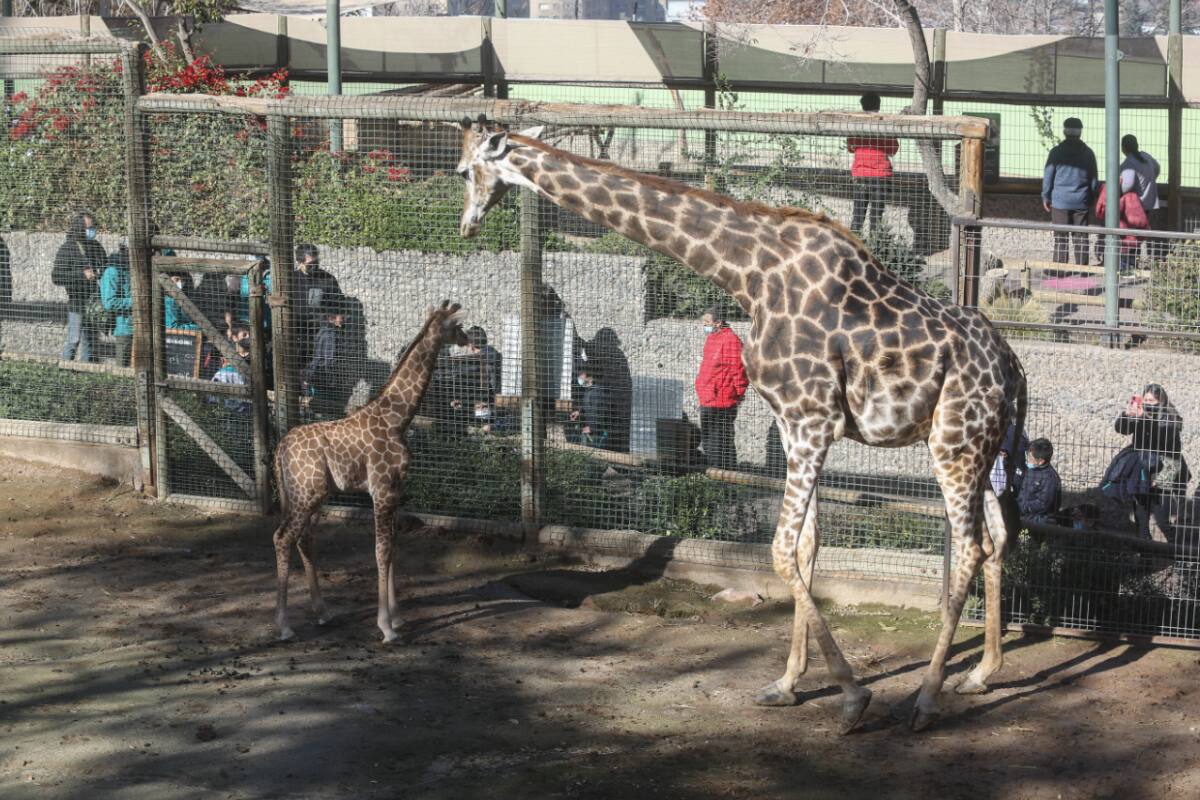 Exhibiciones que destacan la riqueza de la biodiversidad chilena.