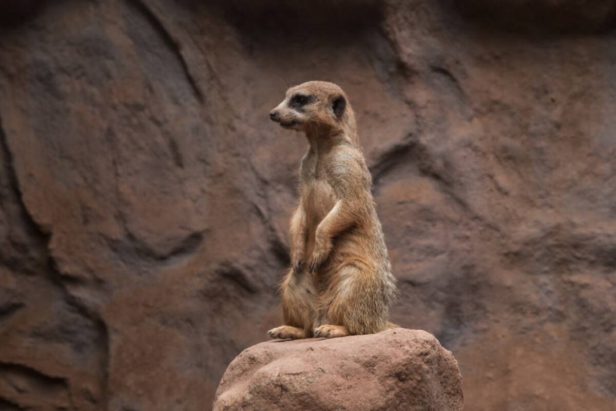 El zoológico tiene sus puertas abiertas de forma liberada al público.