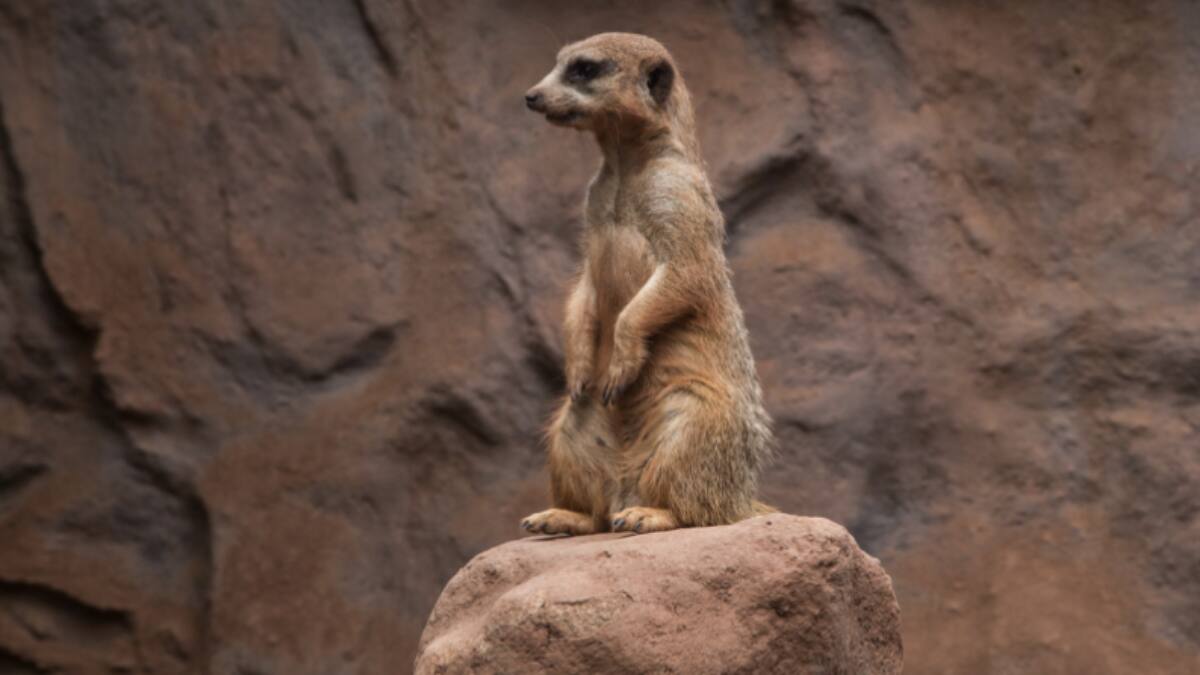 De esta manera puedes canjear entradas gratuitas para el Zoológico Metropolitano