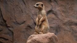 De esta manera puedes canjear entradas gratuitas para el Zoológico Metropolitano