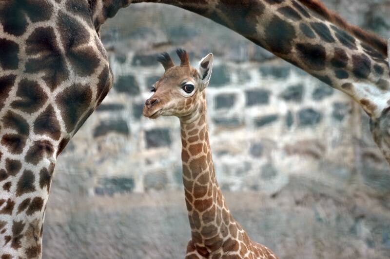 Conoce el zoológico del Parque Metropolitano.