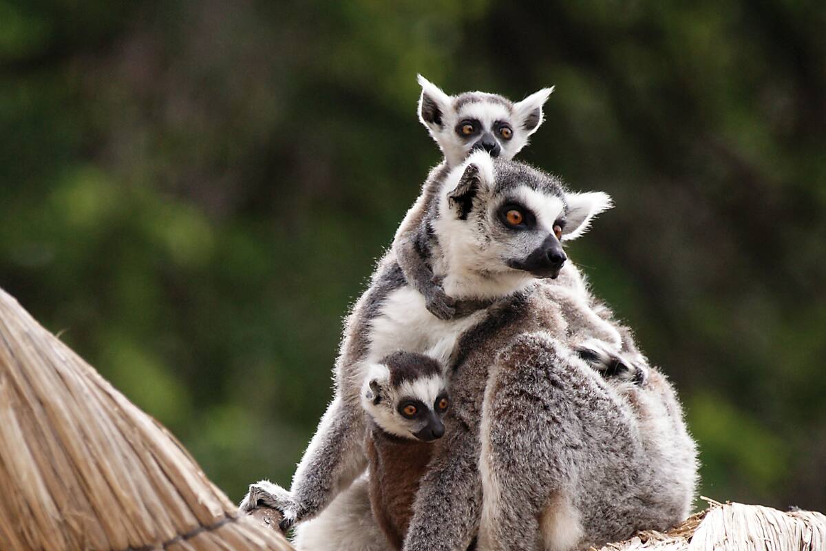 Revisa las actividades para toda la familia que tendrá el parque durante estas vacaciones de invierno.