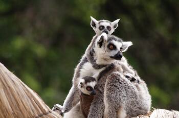 Zoológico Parquemet tiene panoramas imperdibles para estas vacaciones de invierno: ¿Cómo obtener entradas gratis?