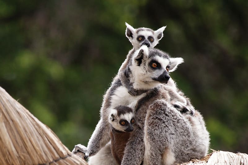 Revisa las actividades para toda la familia que tendrá el parque durante estas vacaciones de invierno.