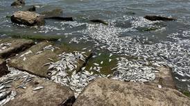 VIDEO | Miles de peces muertos en la orilla de una playa generan alarma en Texas