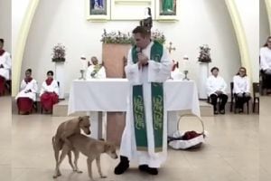 VIDEO | Perritos interrumpen una misa de forma peculiar y se hacen virales