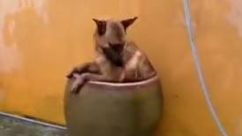 VIDEO | Tierna forma de bañarse de un perrito se hace viral