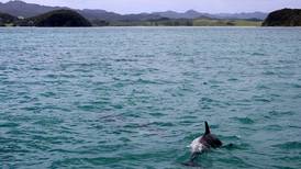 VIDEO I Asombrosa manada de delfines fue captada jugando en Valparaíso