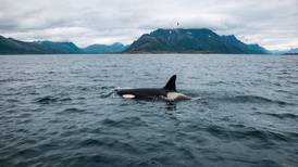 VIDEO | Una postal para recordar: Avistan orcas en las costas del Sector 5 en Reñaca