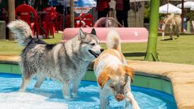 ¡El único parque acuático canino de Chile! Conoce sus valores y horarios
